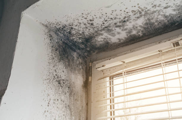 Affordable Mold Remediation solutions in Elizabeth City, NC